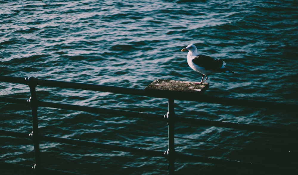 white and black bird on brown wooden post near body of water during daytime