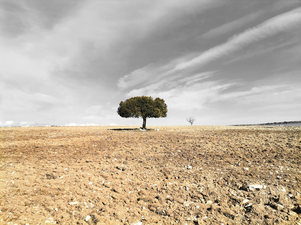 árbol verde en campo marrón bajo nubes grises