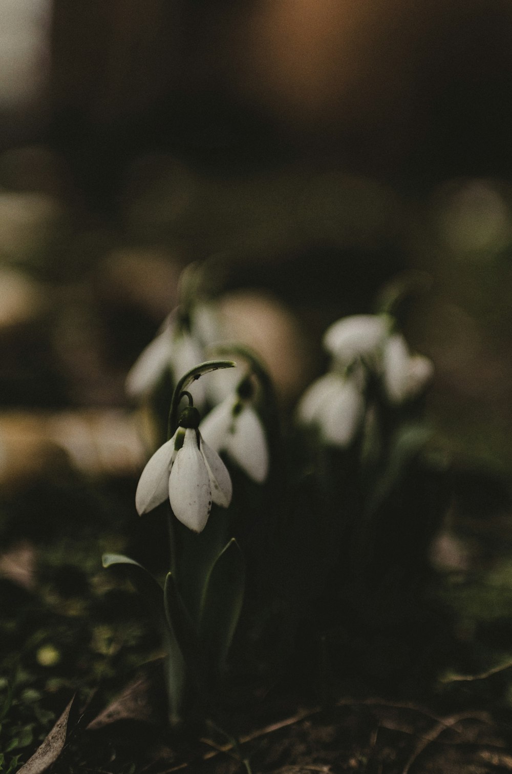 white flowers in tilt shift lens