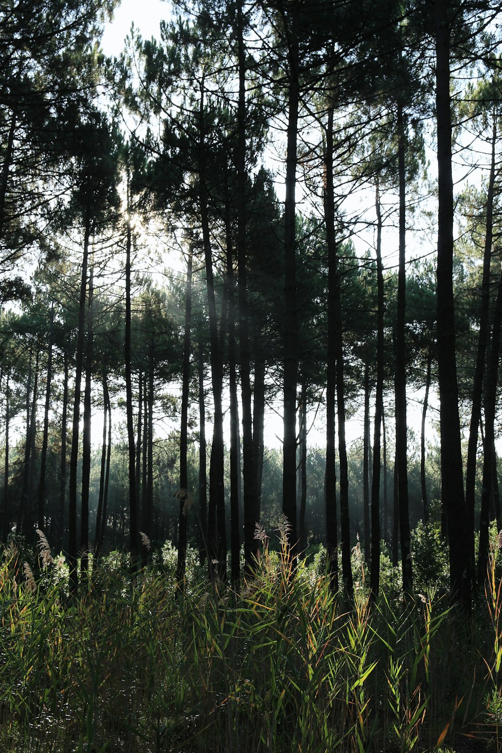 green grass and trees during daytime