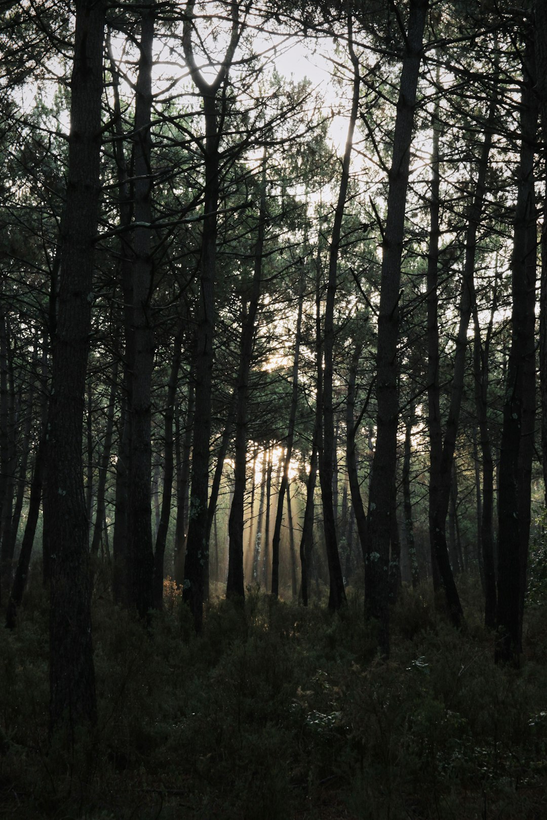 green trees on forest during daytime