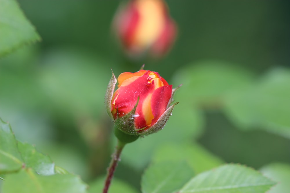 red flower bud in tilt shift lens