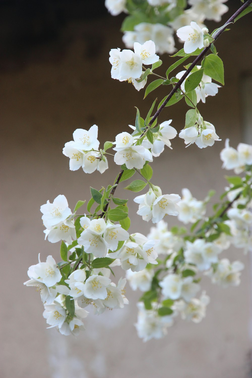 white flowers in tilt shift lens