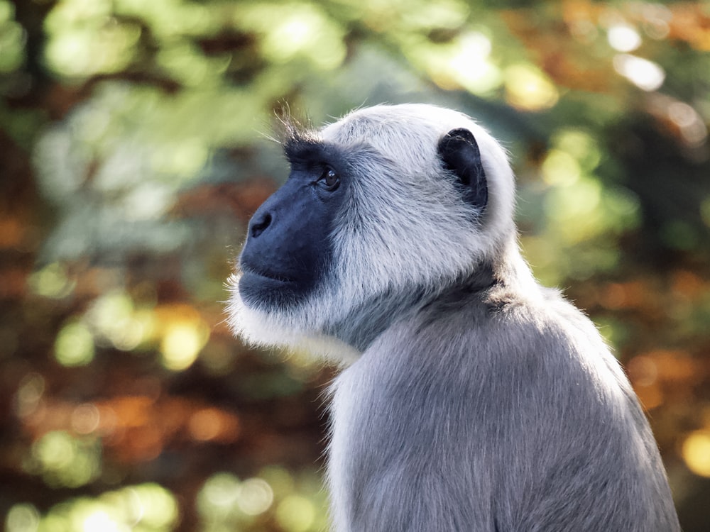 gray monkey in tilt shift lens