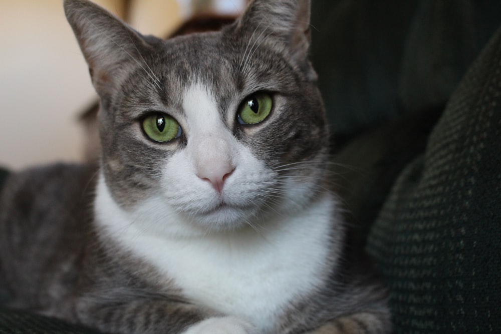 a gray and white cat with green eyes laying on a couch