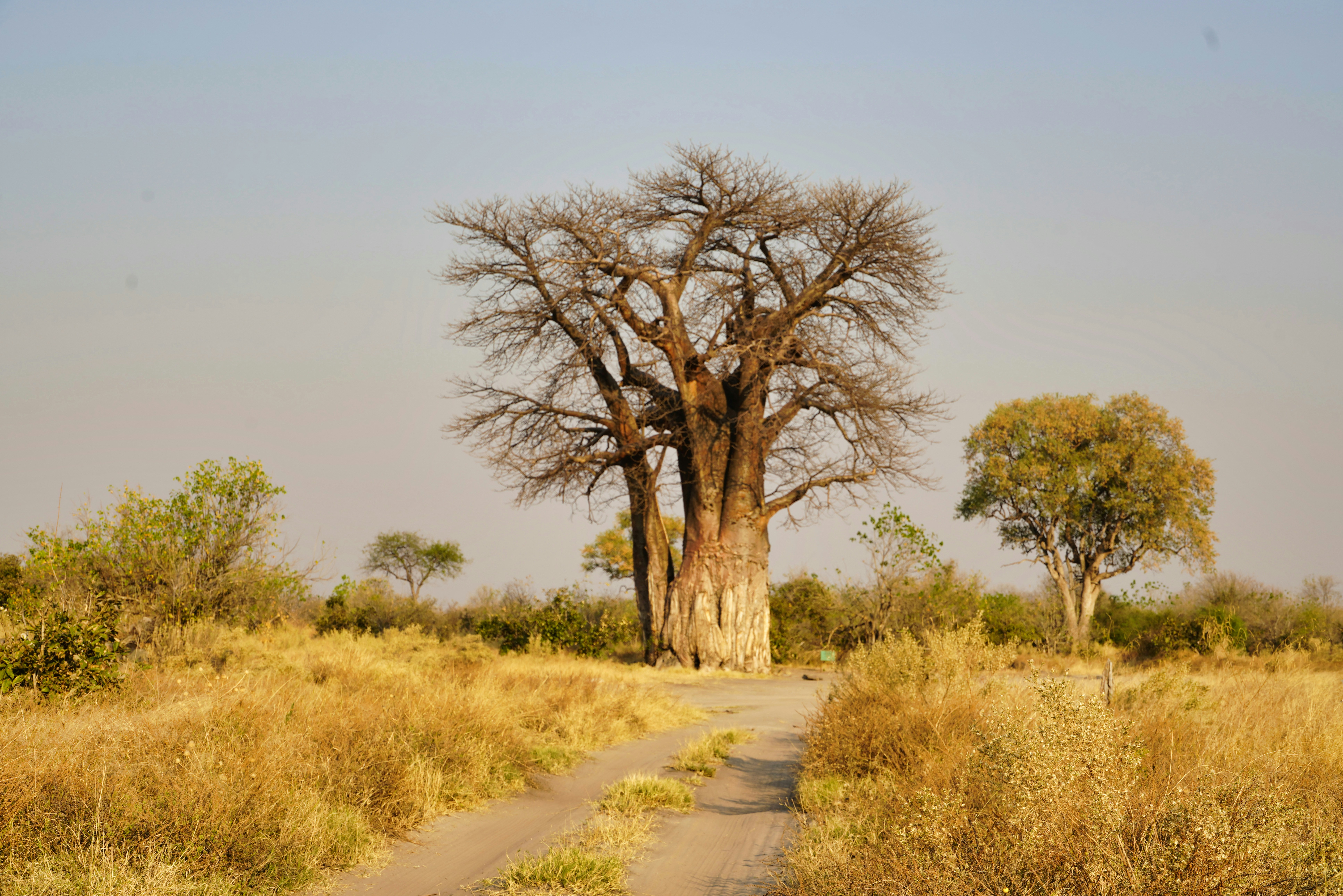 green trees on brown grass field during daytime, Amazing tall and old tree in Okavango Delta, Botswana.