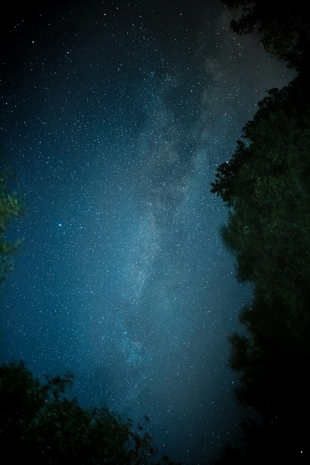 Grüne Bäume unter blauem Himmel während der Nacht