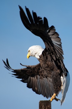 A bald eagle is captured mid-flight with its wings spread wide. It is perched on a wooden post, with a clear blue sky in the background. The eagle's feathers are a mix of dark brown and white, and it has a distinctive yellow beak.