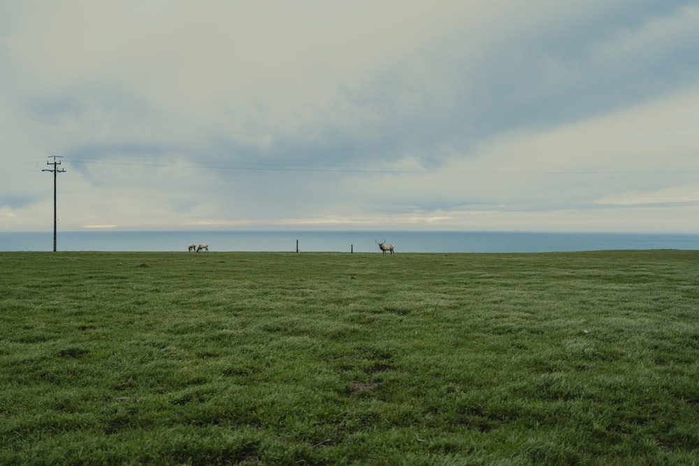 people standing on green grass field under white clouds during daytime