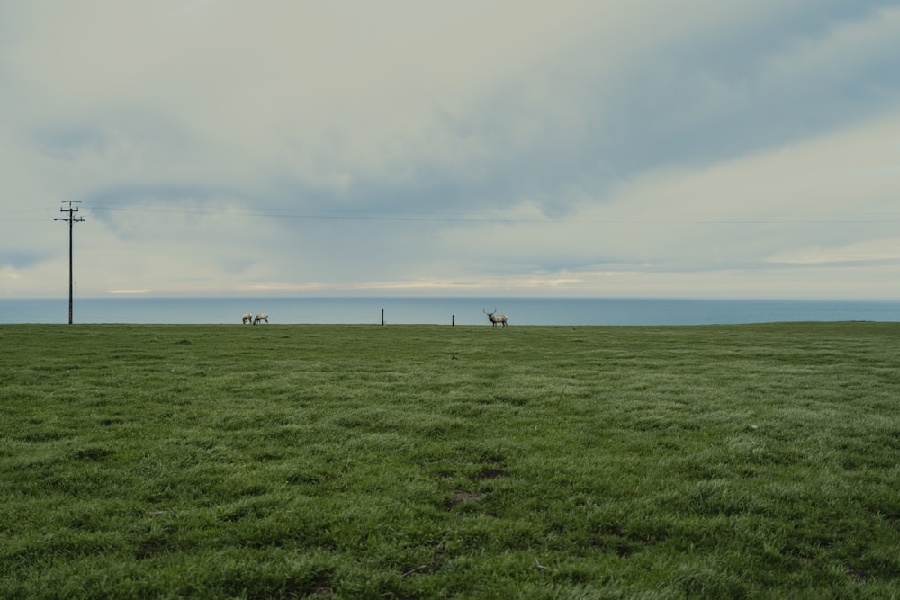 Persone in piedi sul campo di erba verde sotto nuvole bianche durante il giorno
