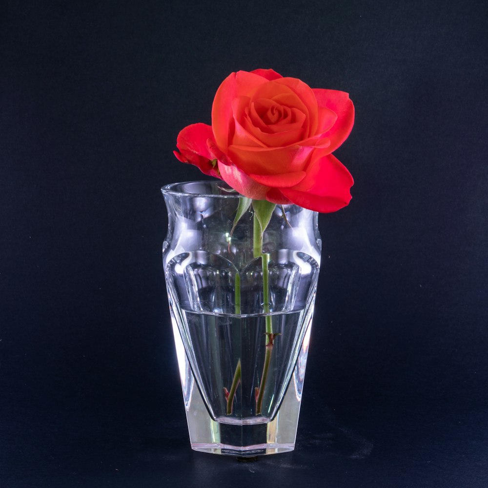 red rose in clear glass vase