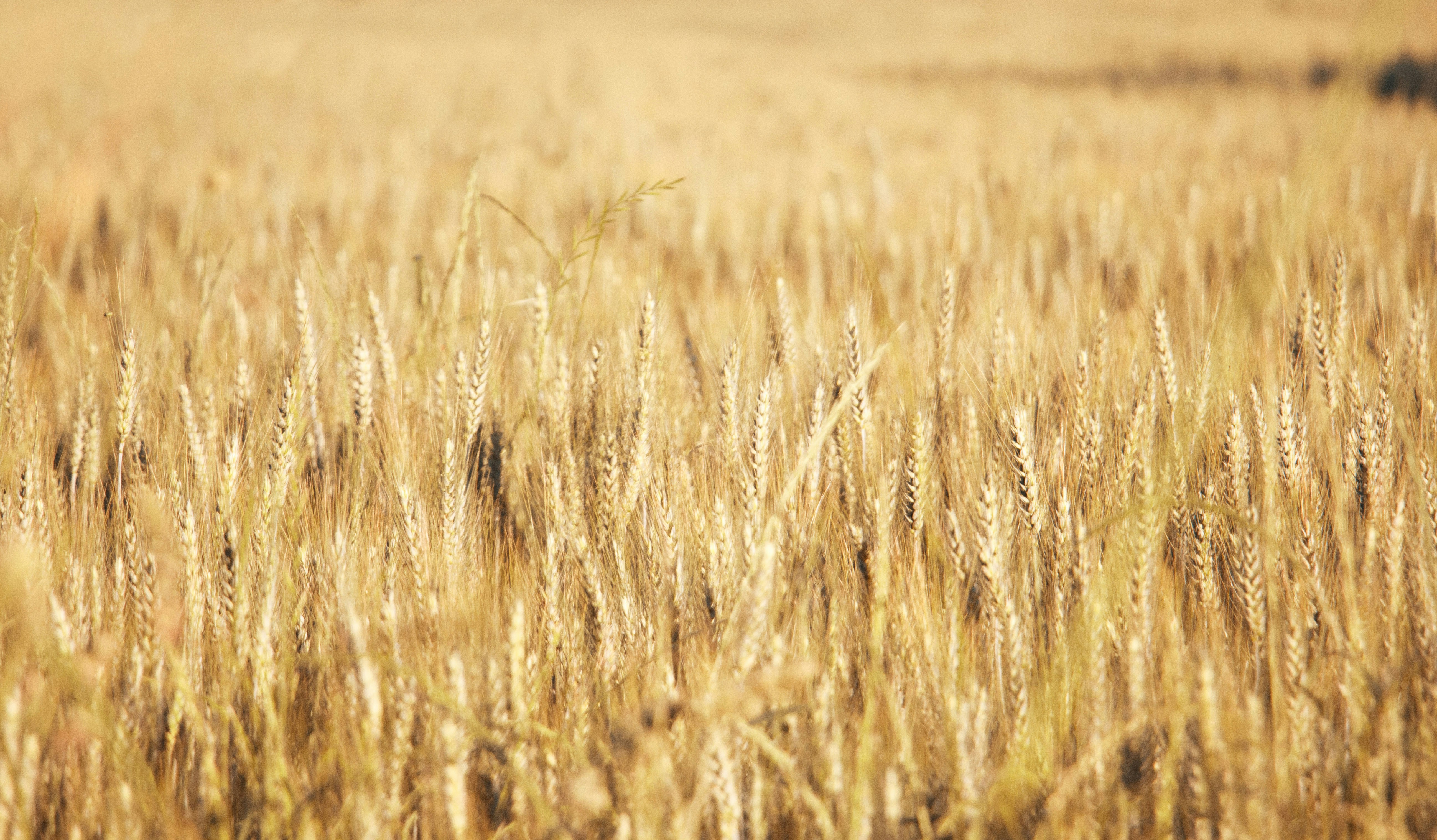 brown wheat field during daytime