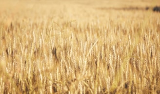 brown wheat field during daytime