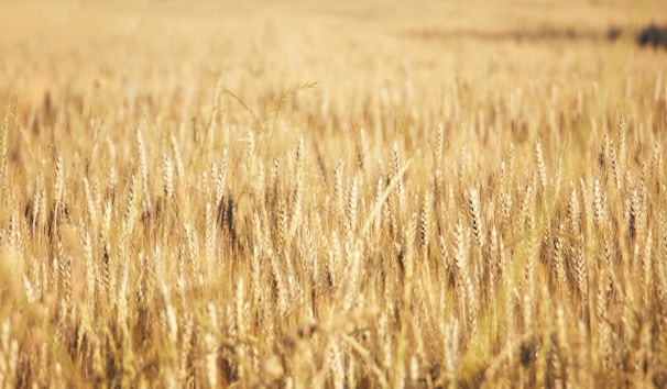brown wheat field during daytime