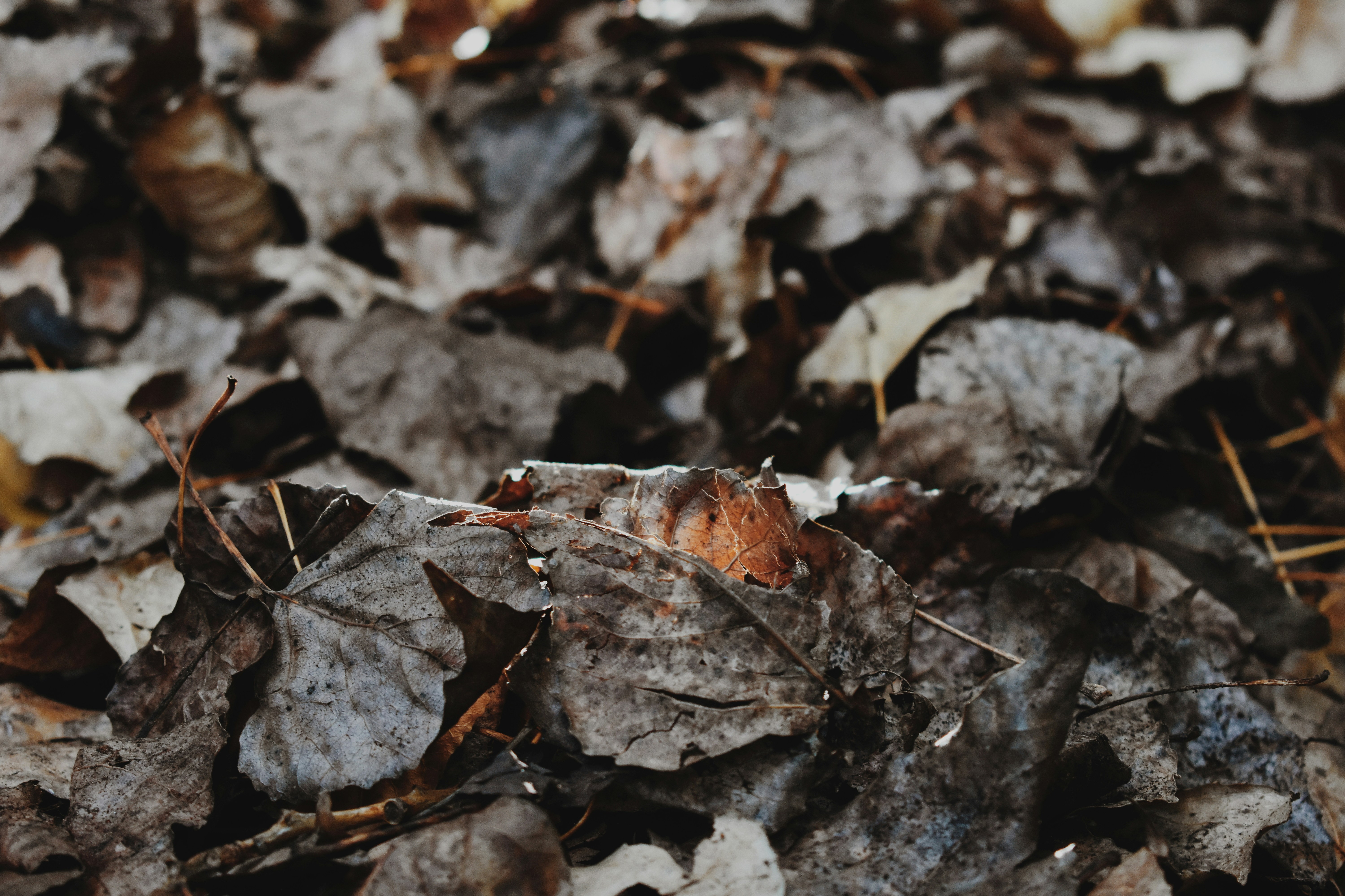 Photo by rickyadomingos