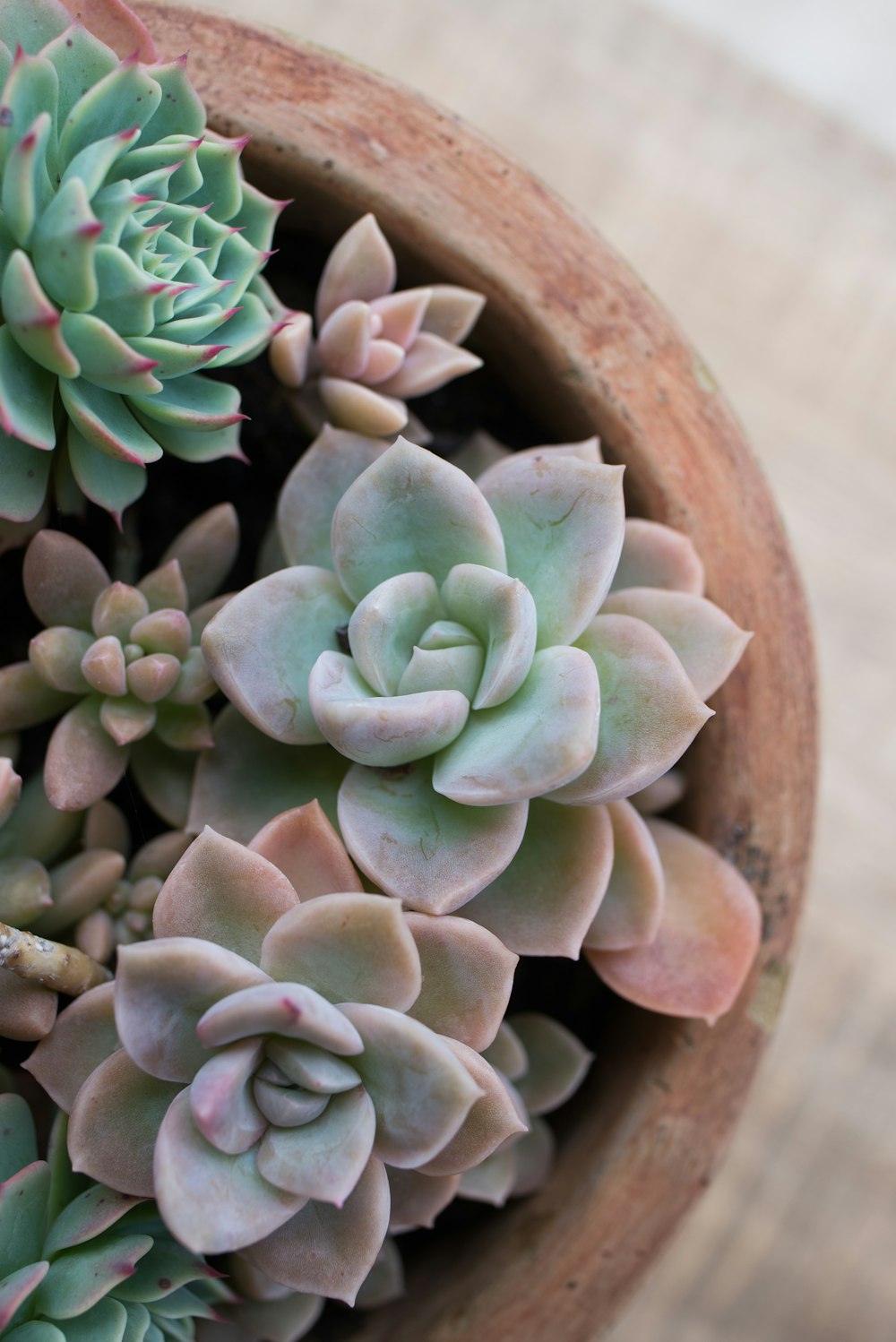 Planta suculenta verde en maceta de madera marrón