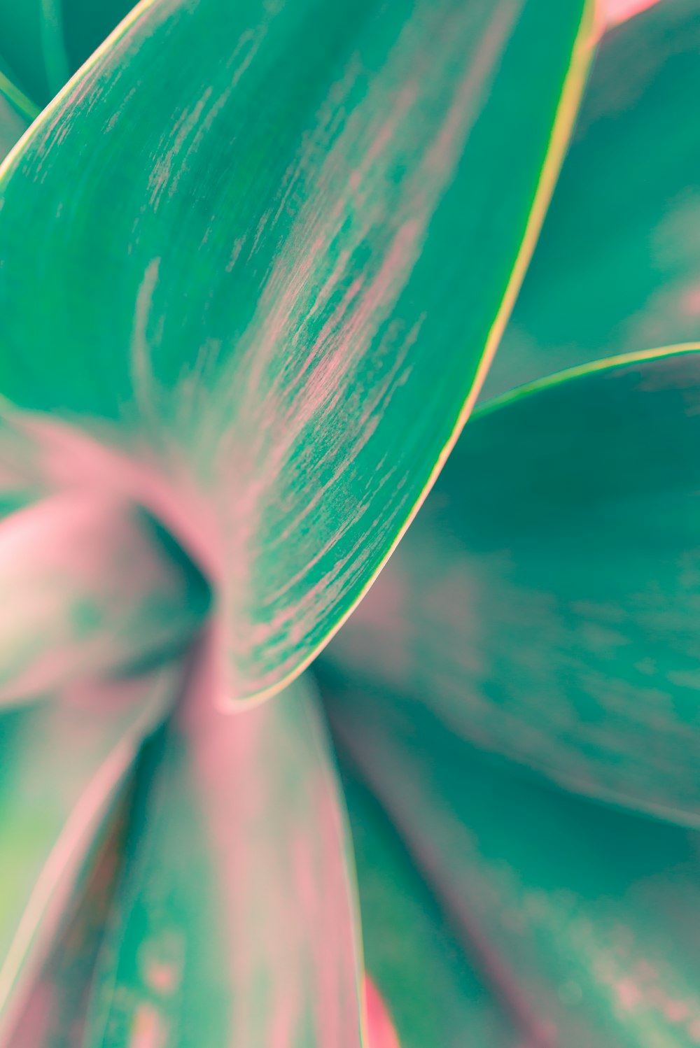 planta de hoja verde en fotografía de primer plano