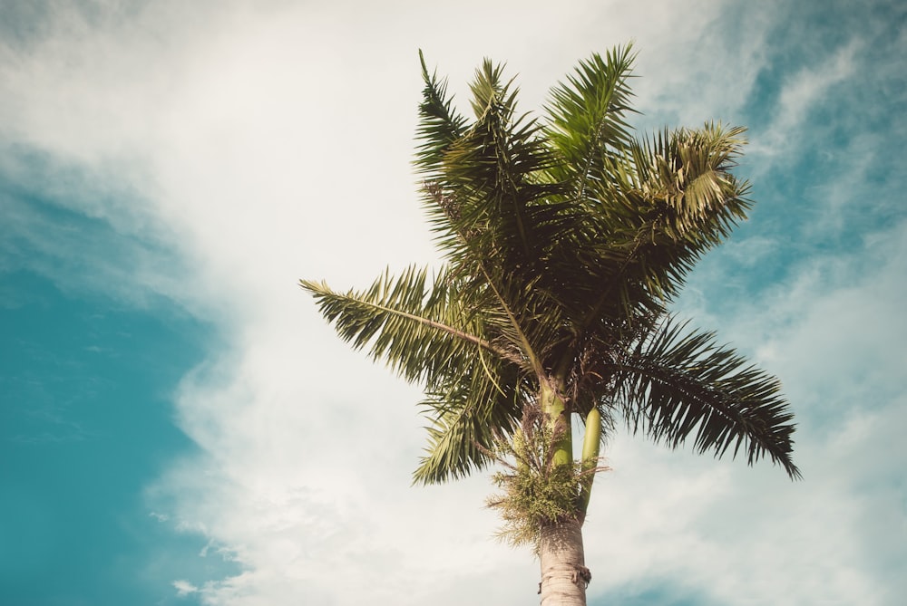 green palm tree under blue sky during daytime