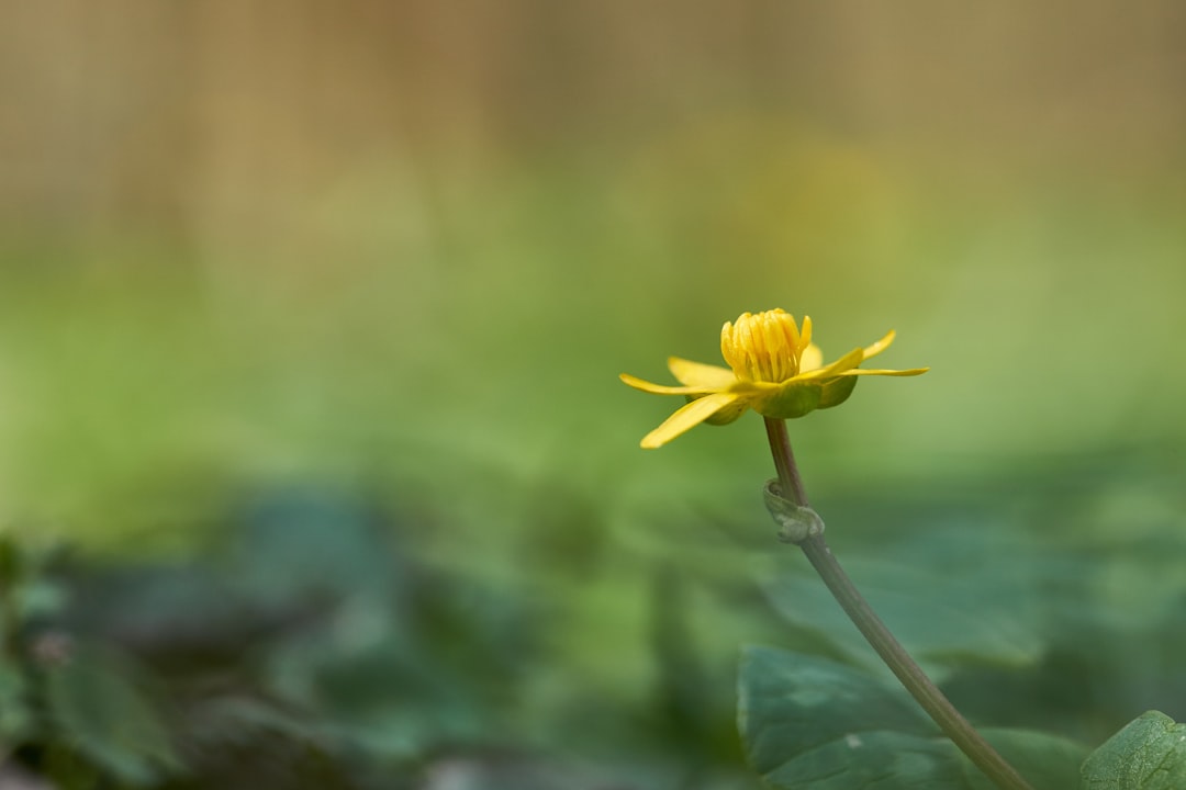 yellow flower in tilt shift lens