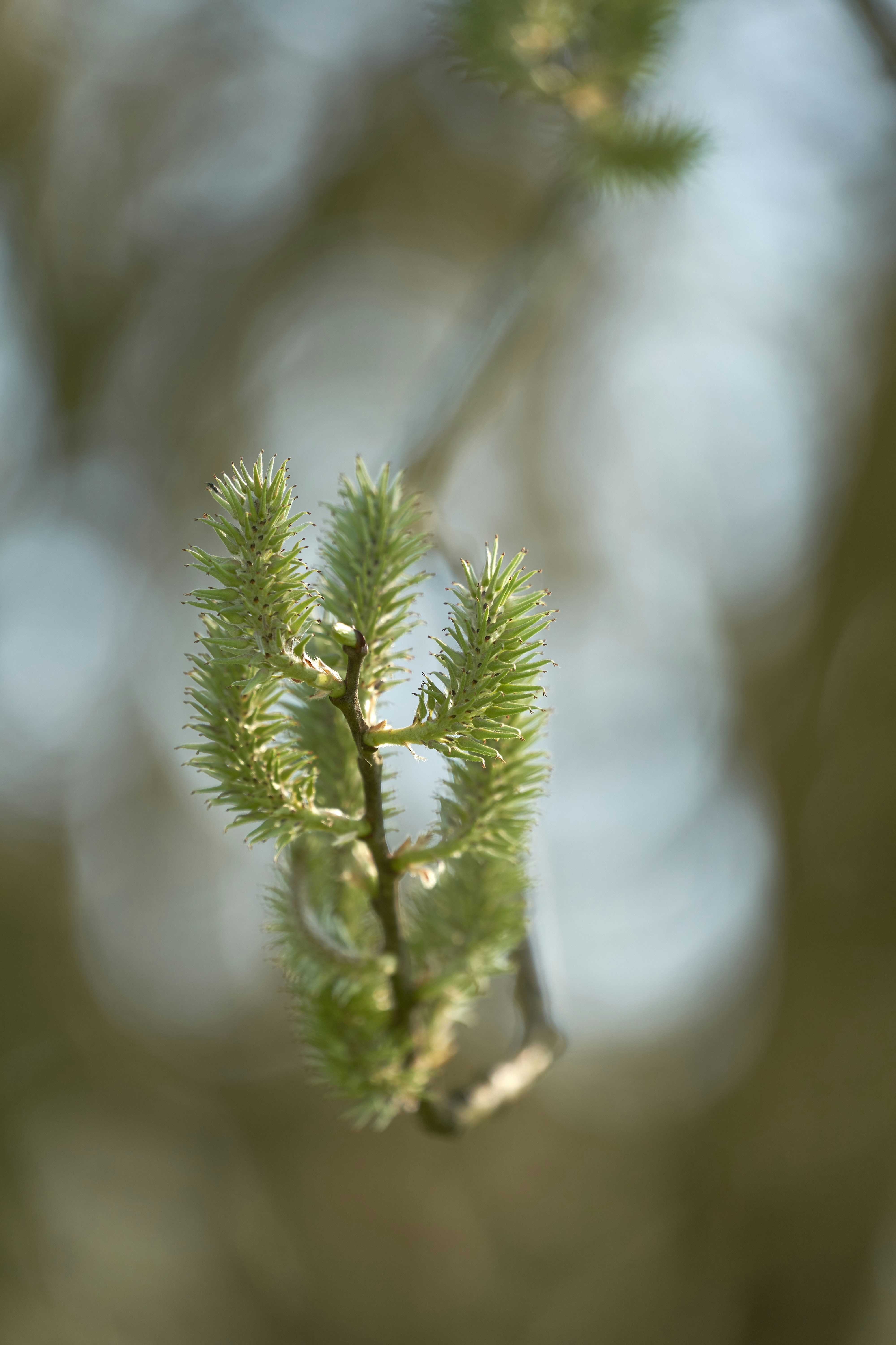 Photo by wolfgang_hasselmann