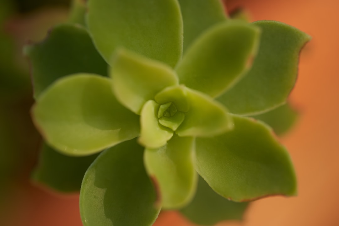 green succulent plant in close up photography