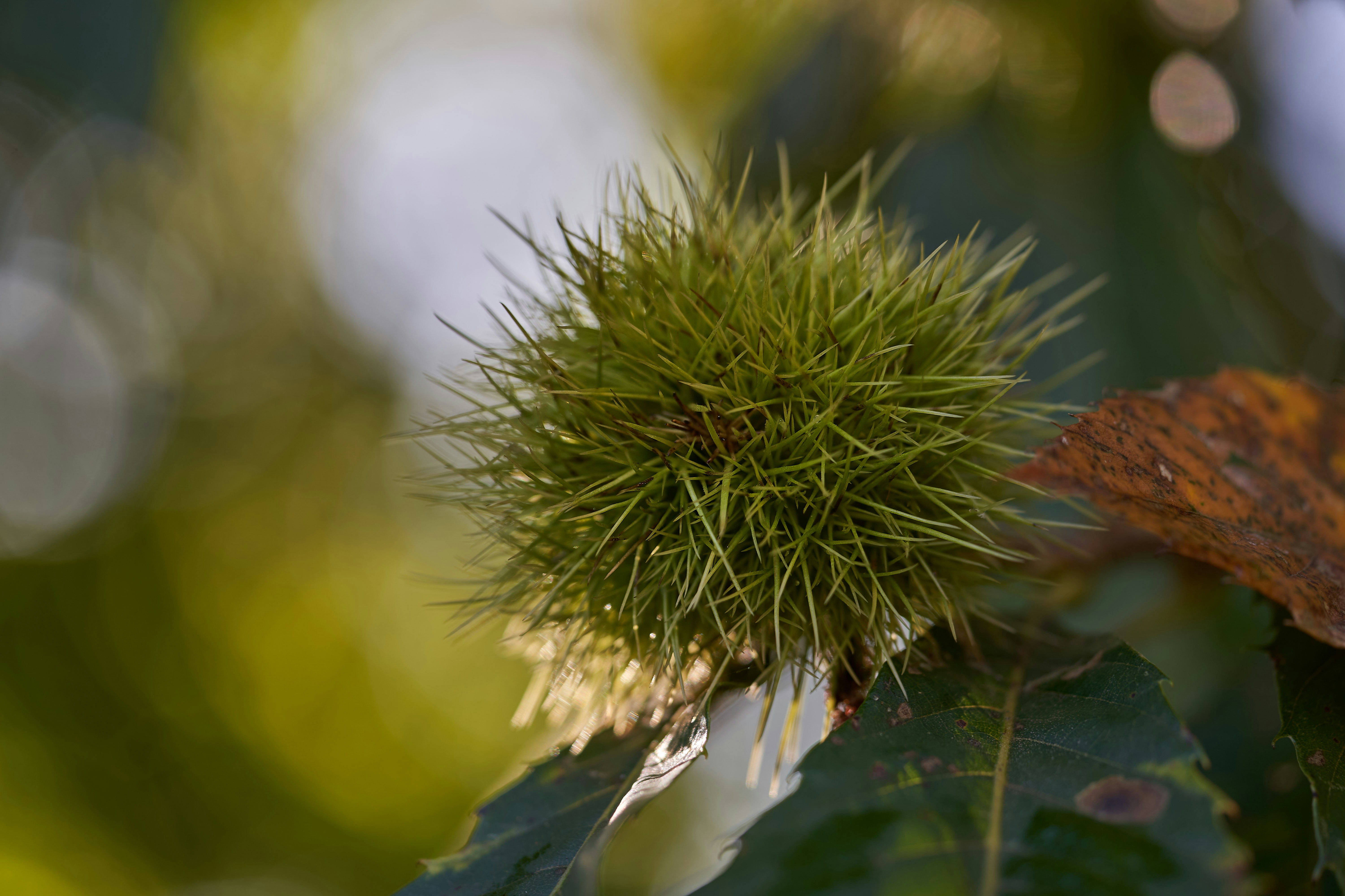 Photo by wolfgang_hasselmann