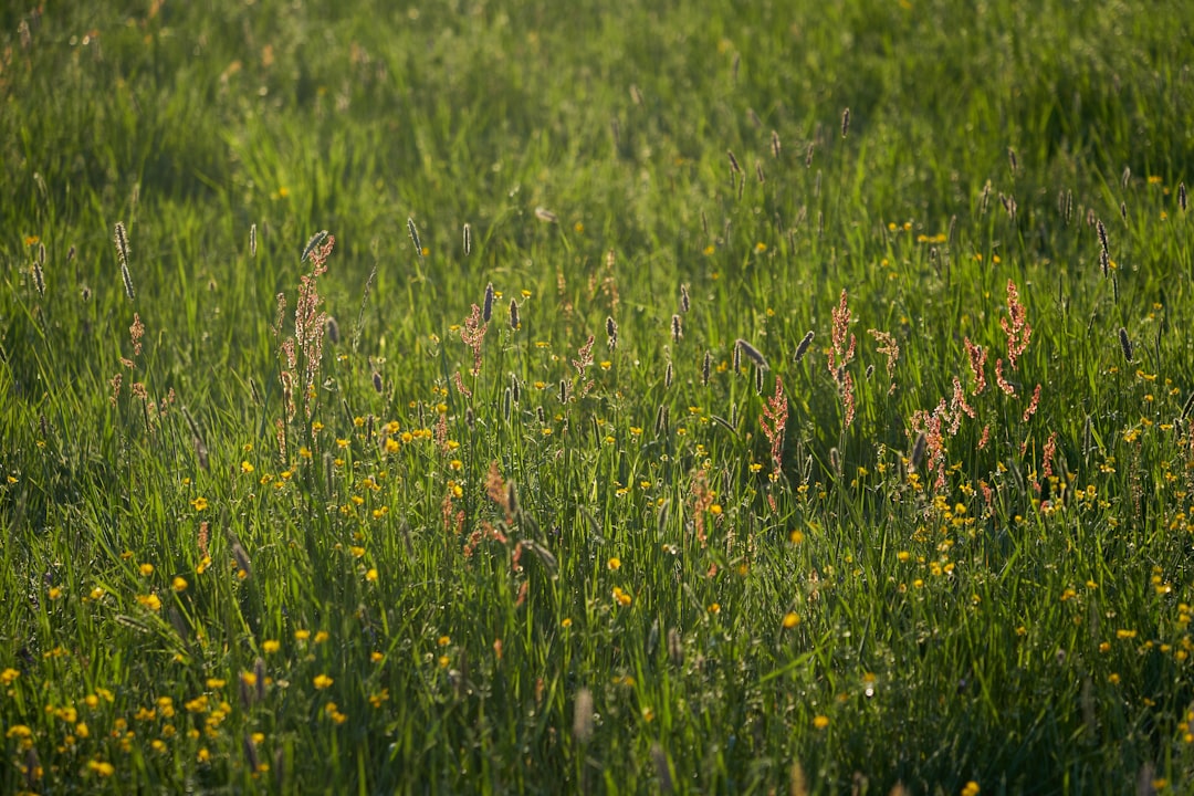 purple flower field during daytime