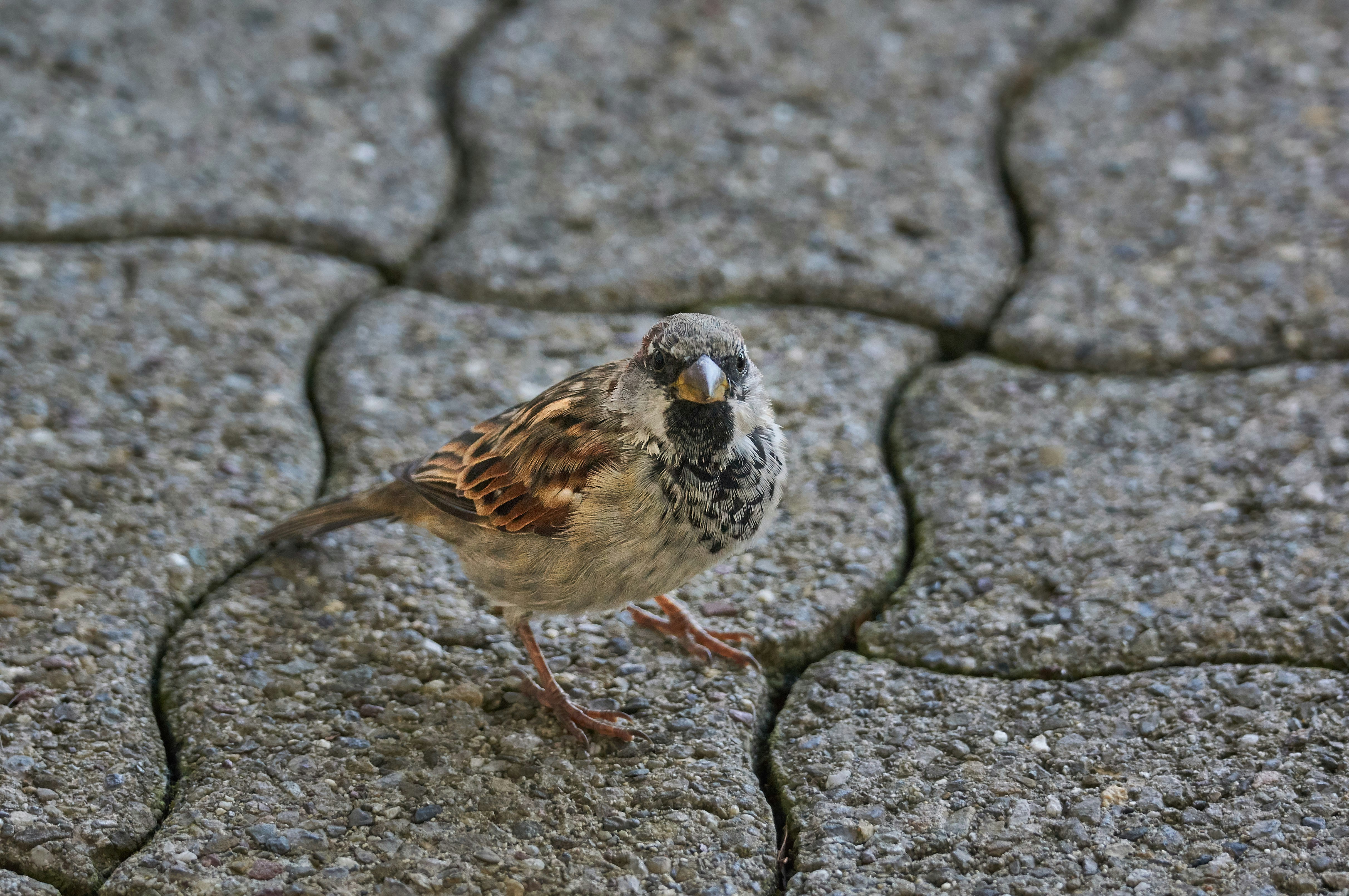 Photo by wolfgang_hasselmann