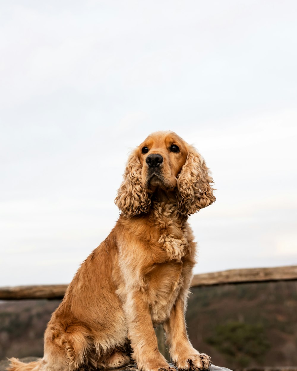 cão marrom de pelagem curta na doca de madeira marrom durante o dia