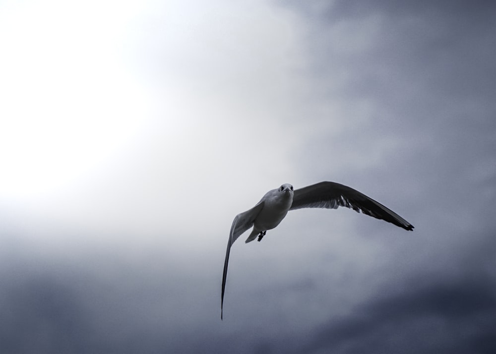 pájaro blanco volando bajo nubes blancas durante el día