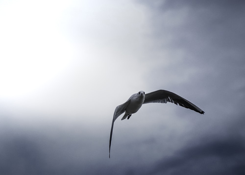 white bird flying under white clouds during daytime