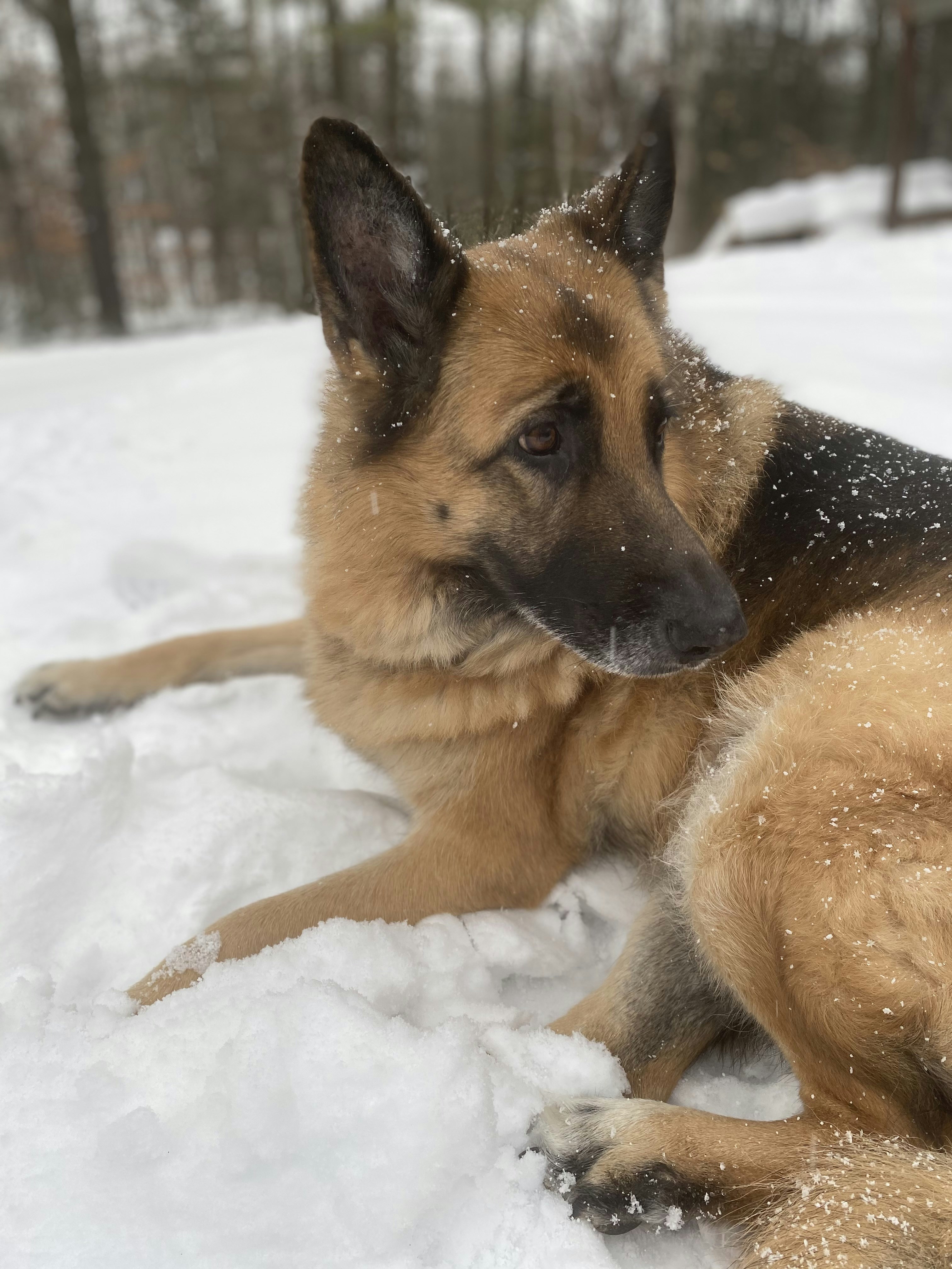 How Do German Shepherds Do In Winter