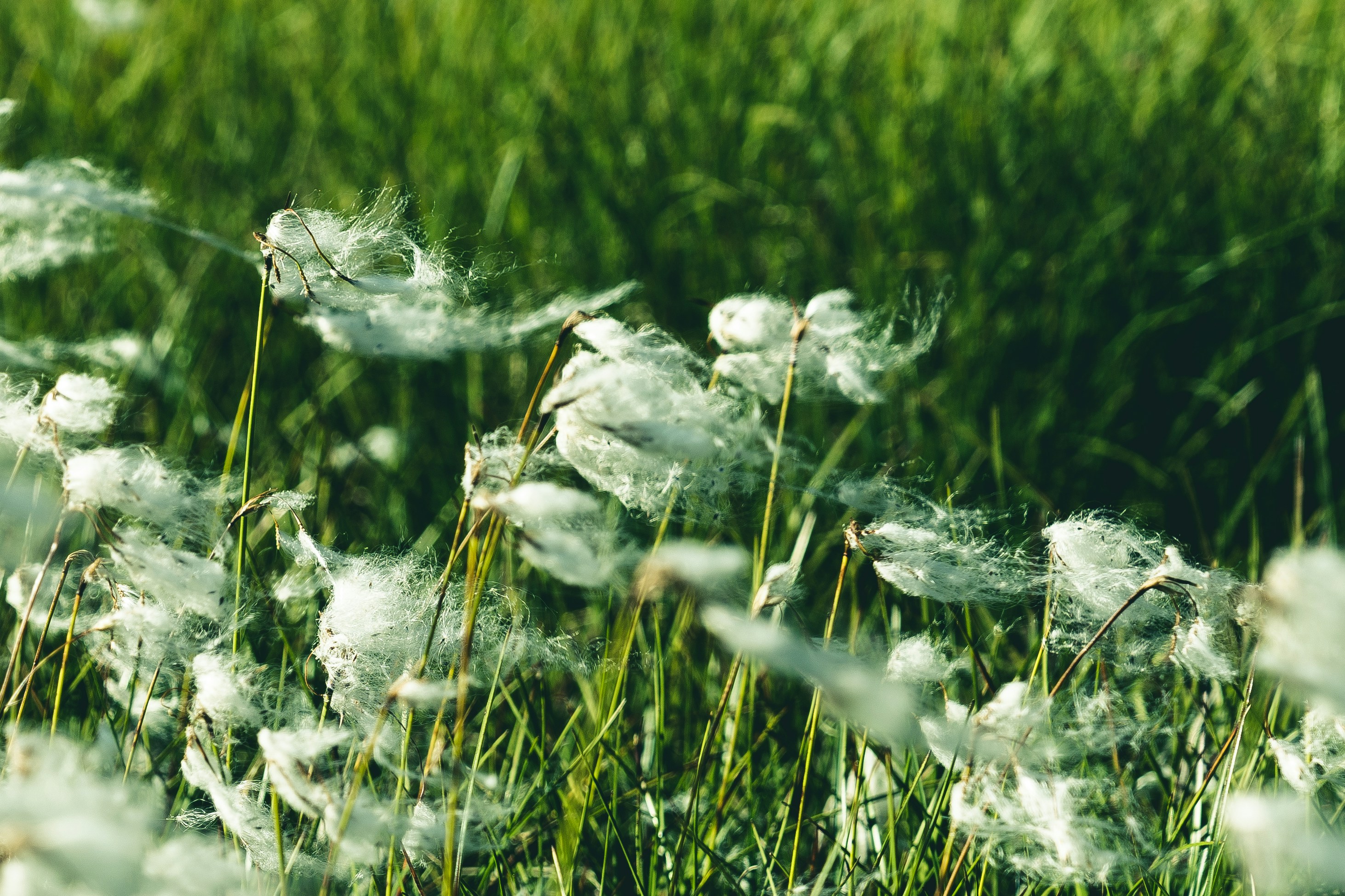 white flower on green grass field during daytime
