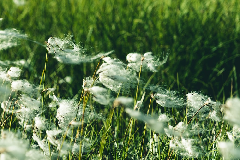 white flower on green grass field during daytime