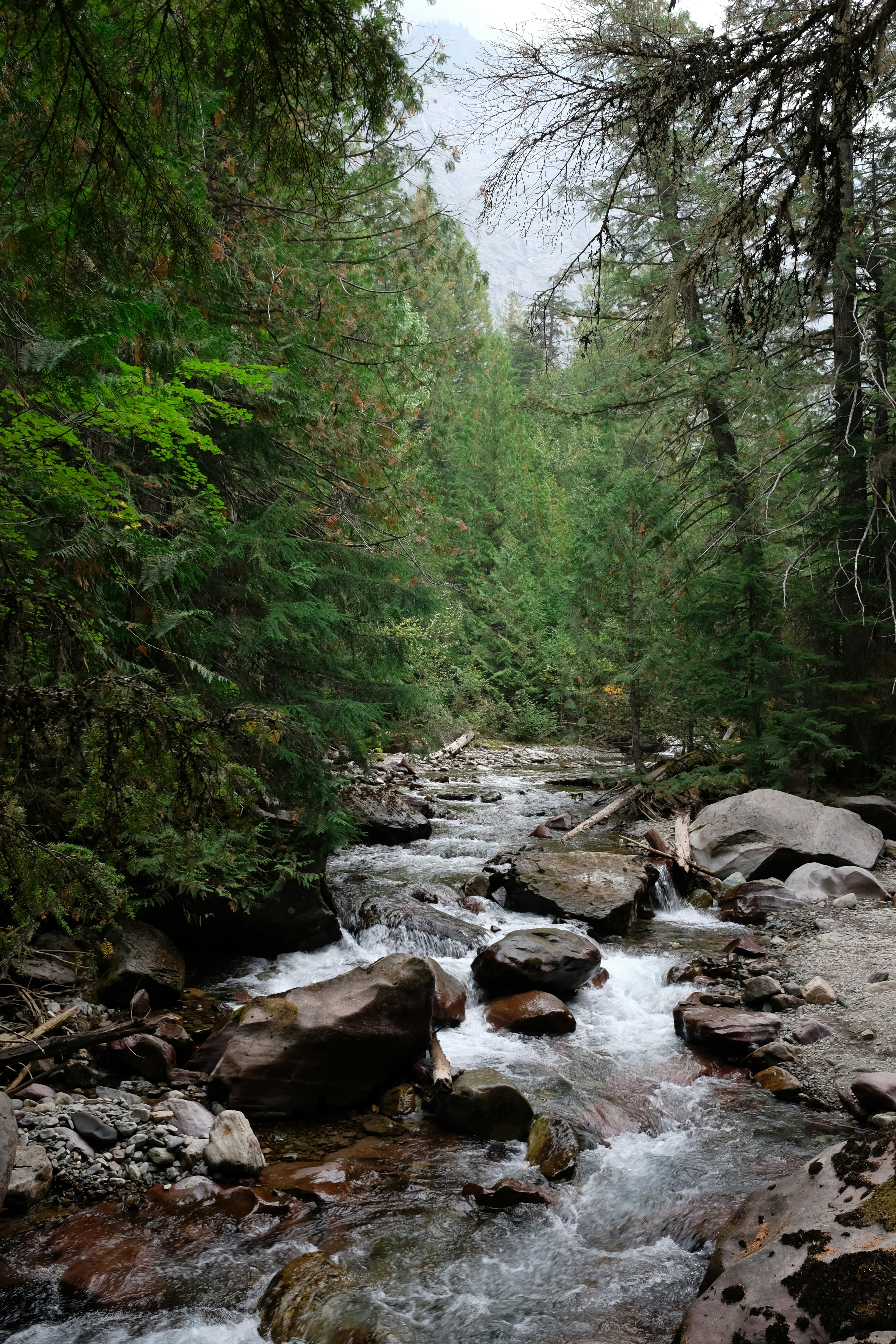 river in the middle of forest during daytime