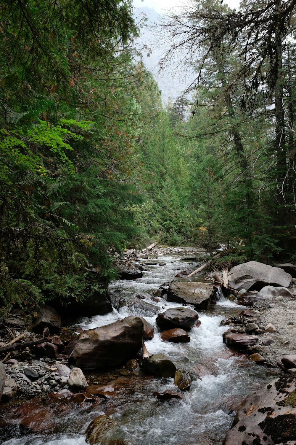 river in the middle of forest during daytime