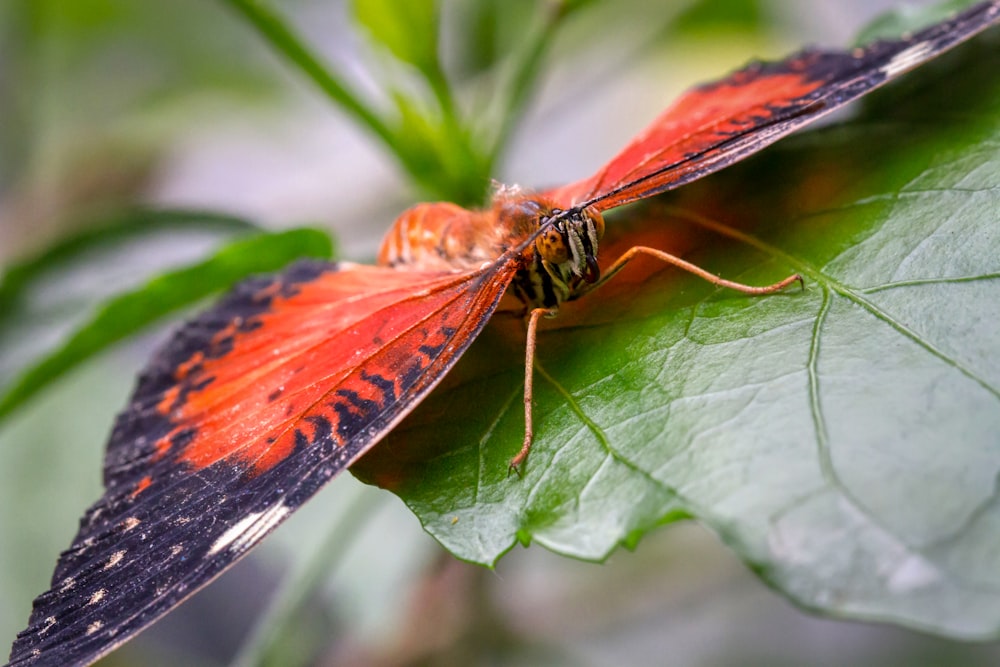 orangefarbener und schwarzer Schmetterling auf grünem Blatt