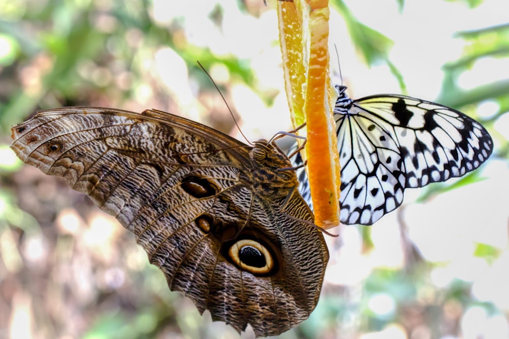 borboleta marrom e preta no caule amarelo