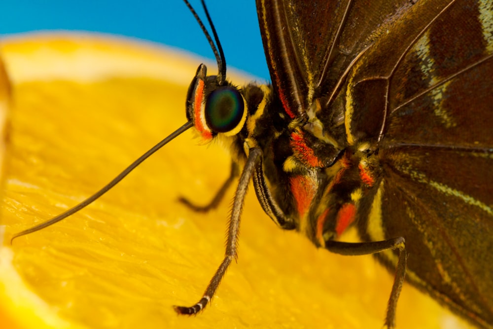 red and black butterfly perched on yellow flower