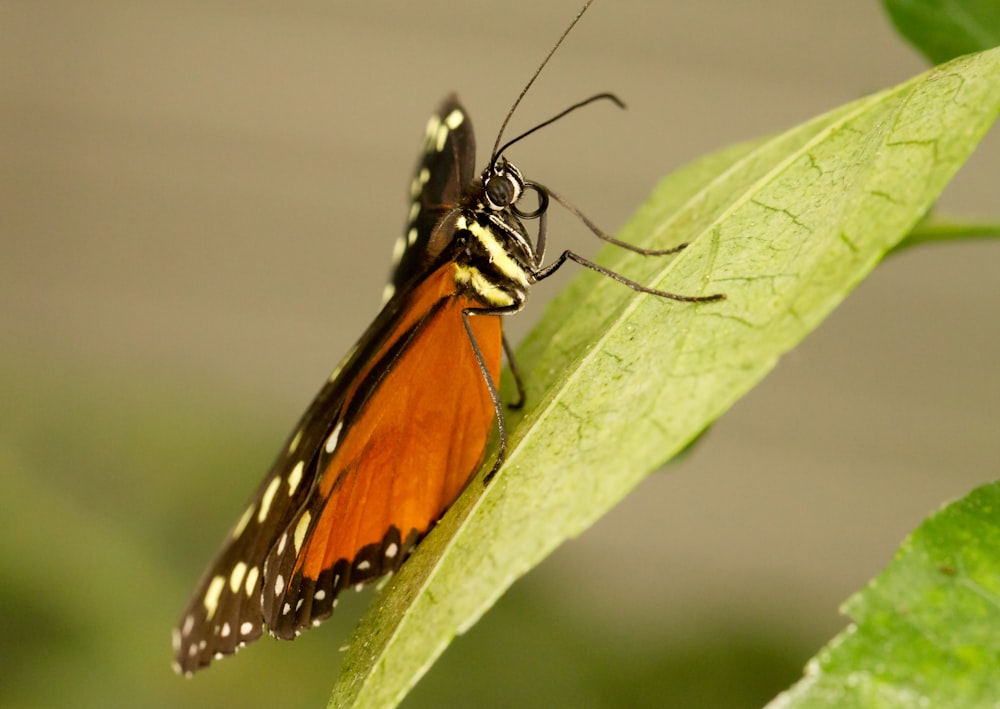 black and brown butterfly on green leaf