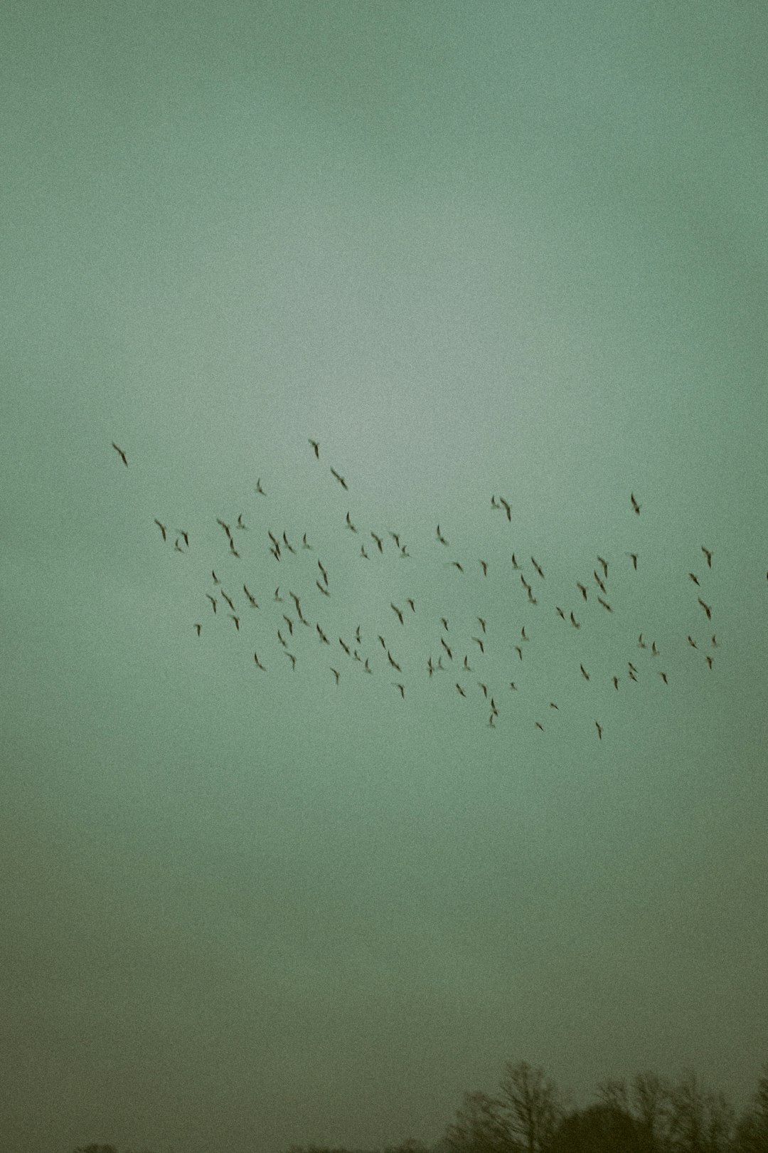 birds flying on the sky
