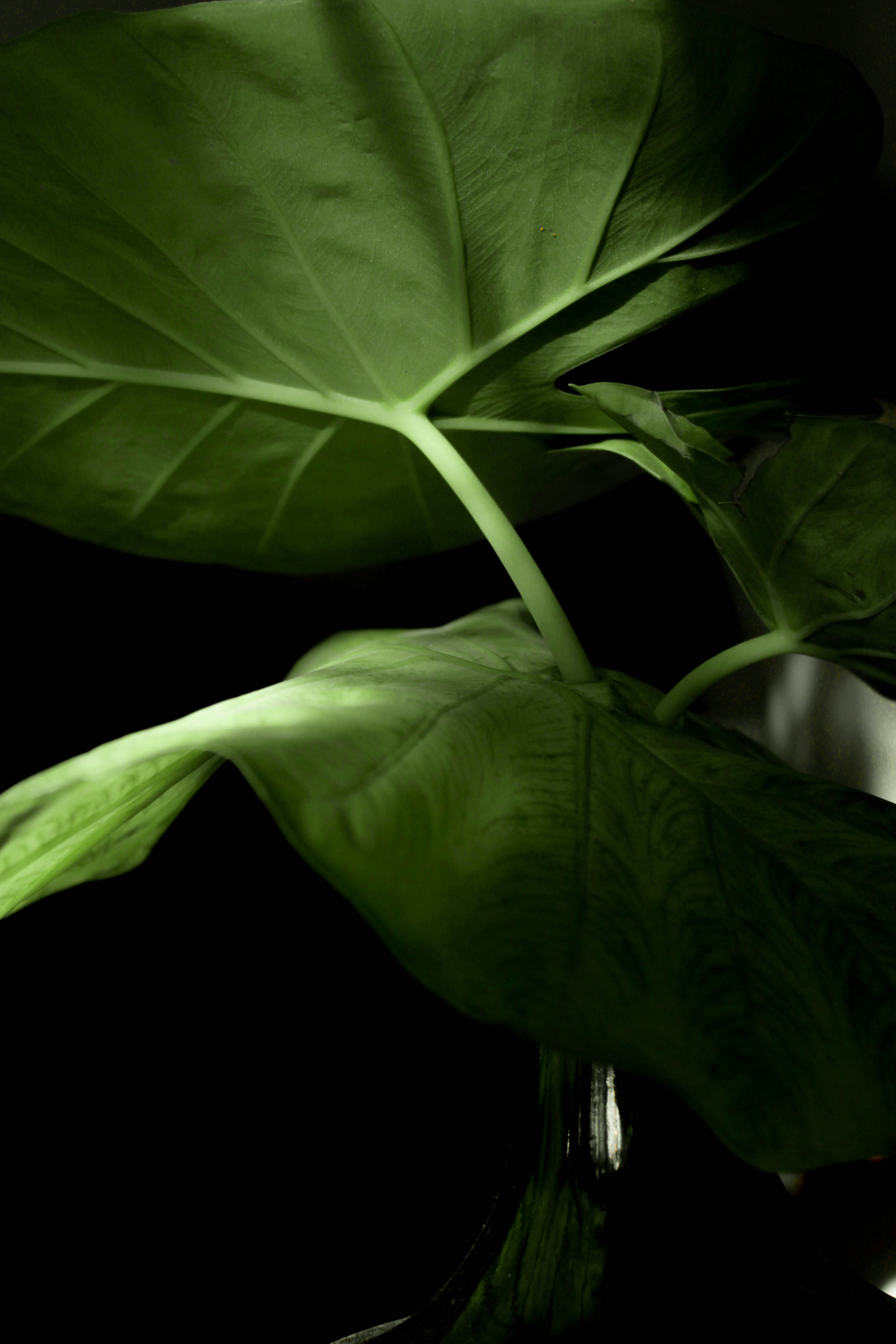 green leaves on black background