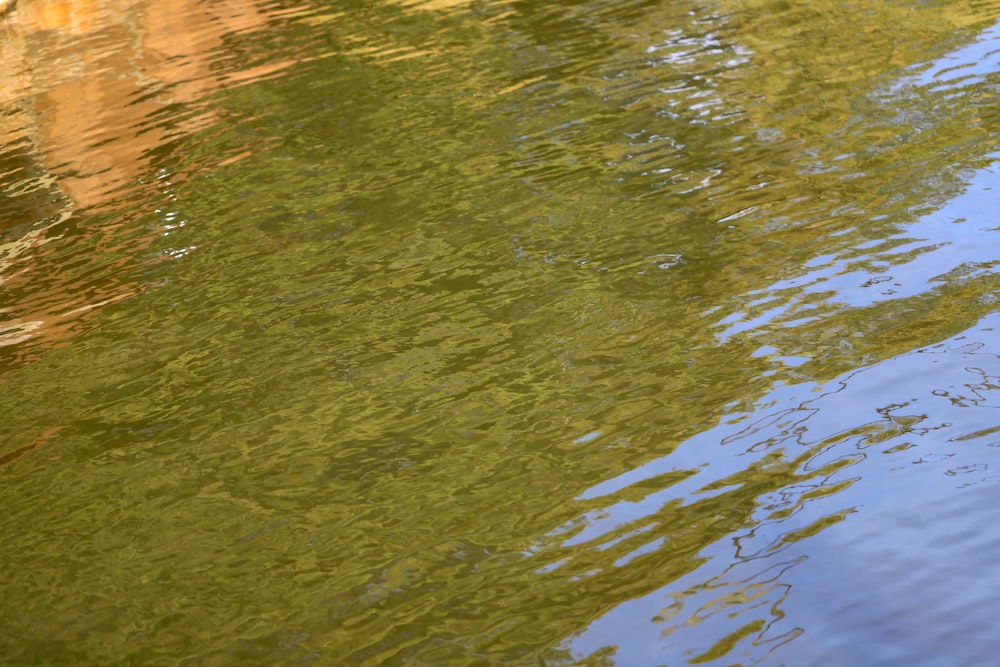 body of water during daytime