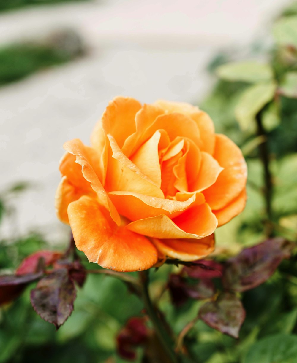 orange rose in bloom during daytime