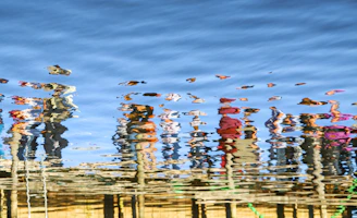 white and red birds on water