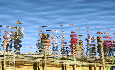 white and red birds on water