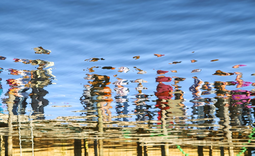 white and red birds on water