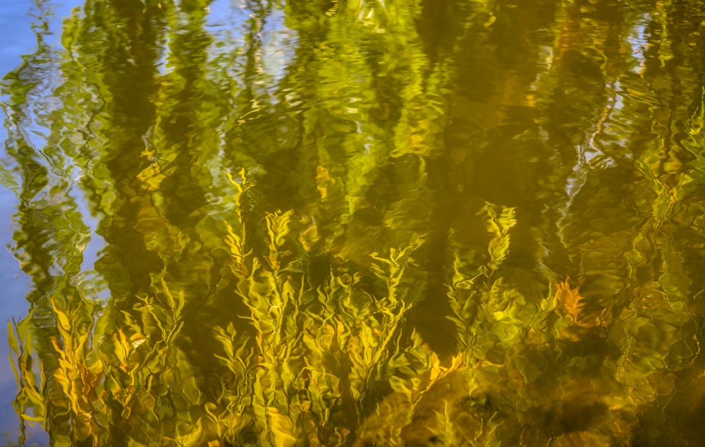 green grass field during daytime