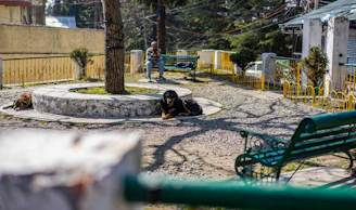 A cozy park scene showing benches under trees with pets resting and playing around.