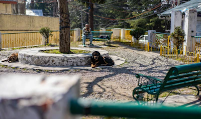 A cozy park scene showing benches under trees with pets resting and playing around.